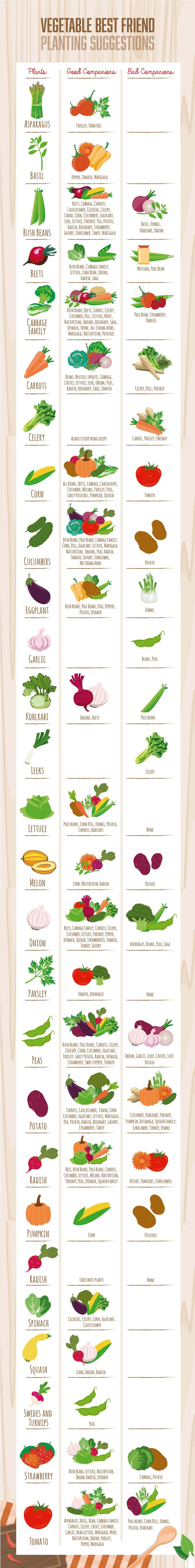 basic guide to companion planting