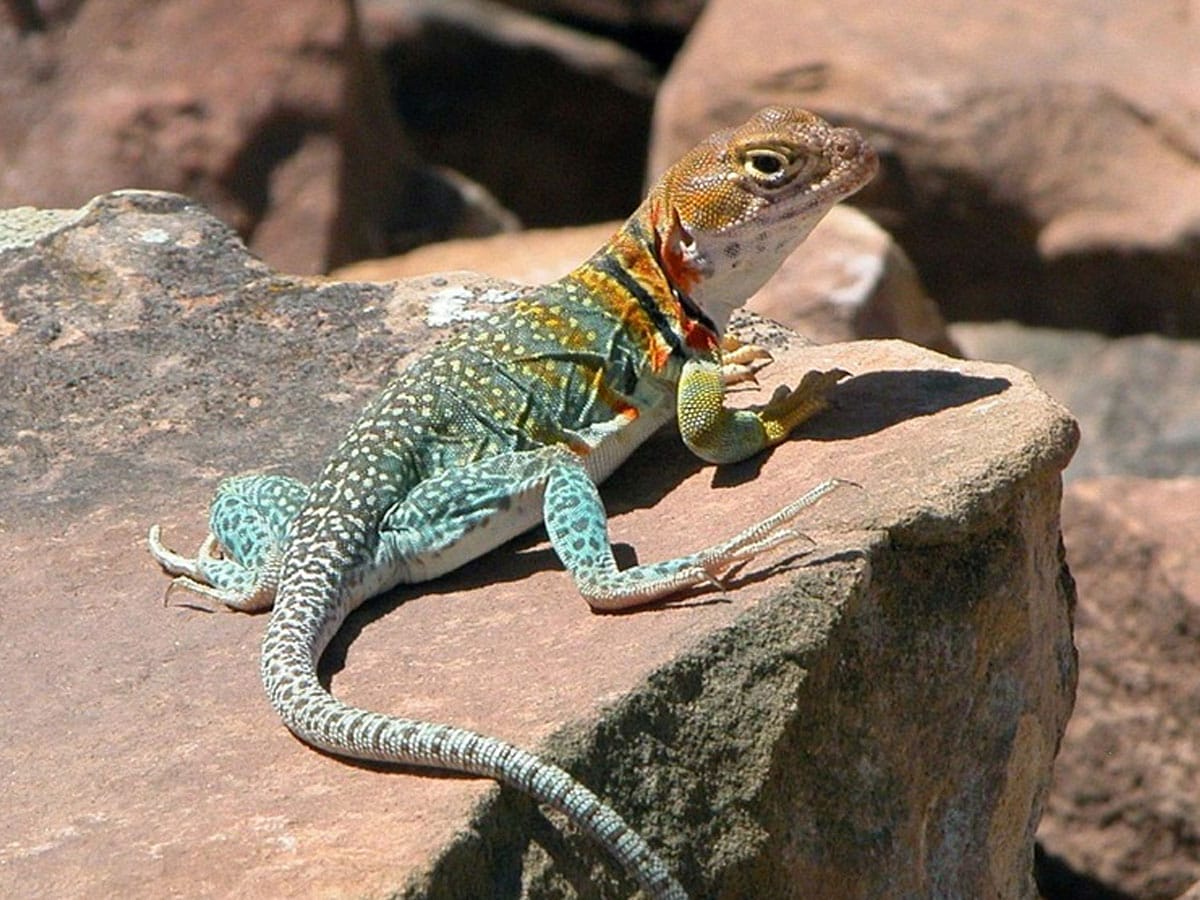 a wild australian guide lizards in captivity