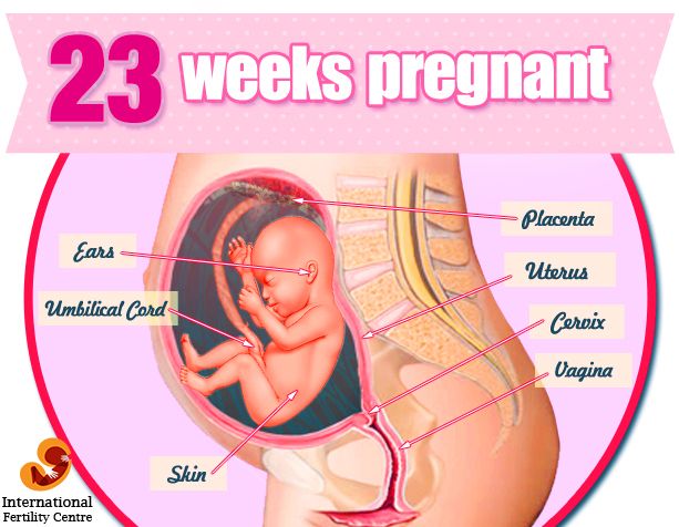 week by week pregnancy guide in hindi