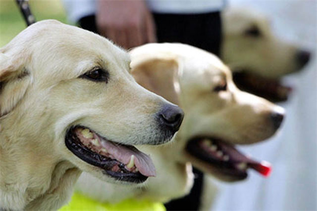 what are the major campaigns for guide dogs